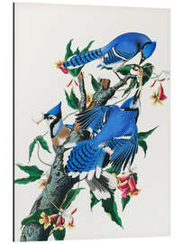 Magnettafel Blauhäher