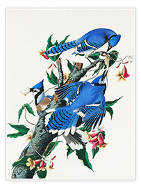 Wall print  Blue Jays - John James Audubon