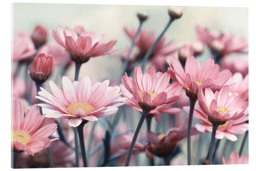 Acrylic print Pink Daisies