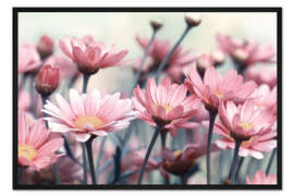 Gerahmter Kunstdruck Rosa Margeriten