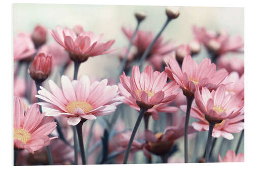 Foam board print Pink Daisies