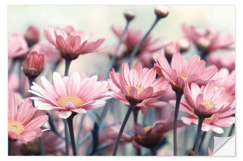 Naklejka na ścianę Pink Daisies