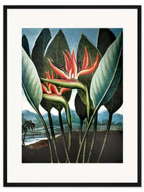 Gerahmter Kunstdruck Strelitzia