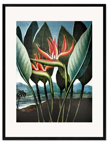 Ingelijste kunstdruk Strelitzia
