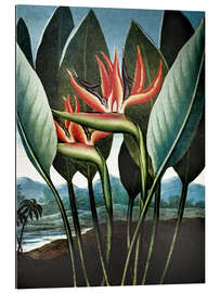 Gallery print Strelitzia