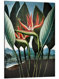 Magnettafel Strelitzia