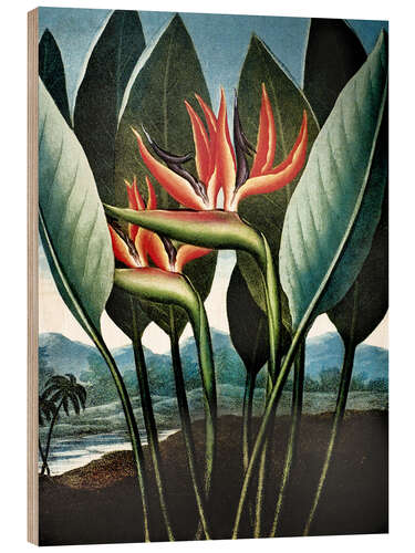 Quadro de madeira Strelitzia