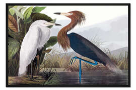 Gerahmter Kunstdruck Rötelreiher