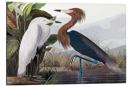 Magnettafel Rötelreiher