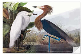 Wall sticker Reddish Egrets