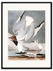 Gerahmter Kunstdruck Möwen