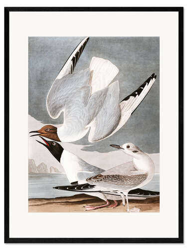 Framed art print Gulls