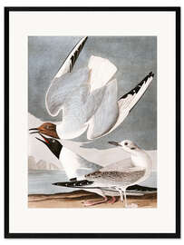 Framed art print Gulls