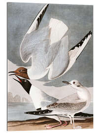 Gallery print Gulls