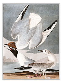 Reprodução  Gaivotas - John James Audubon