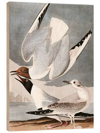 Wood print  Gulls - John James Audubon