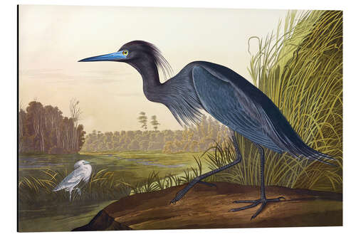 Aluminium print Blue Heron