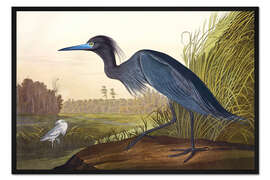 Gerahmter Kunstdruck Blaureiher