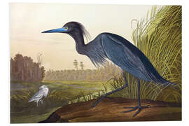 Foam board print Blue Heron