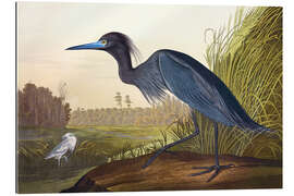 Gallery print Blue Heron