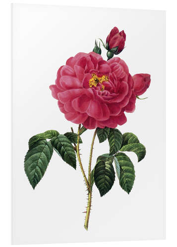 Foam board print Rosa Gallica