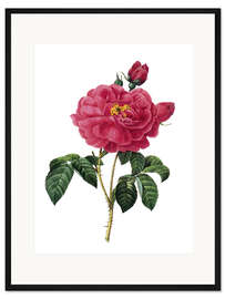 Gerahmter Kunstdruck Essig-Rose