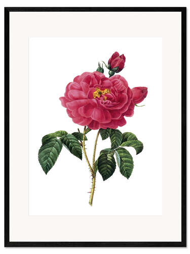 Framed art print Rosa Gallica