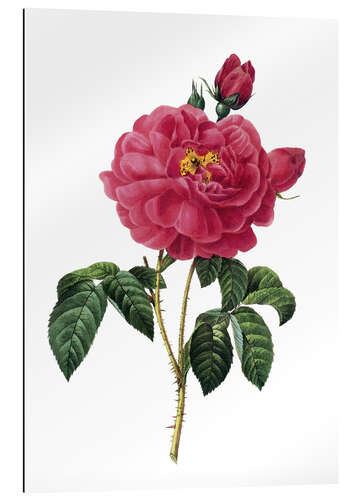 Tableau en plexi-alu Rosier de France (Rosa gallica)