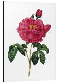 Magnettafel Essig-Rose