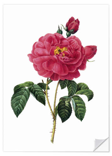 Selvklebende plakat Rosa Gallica