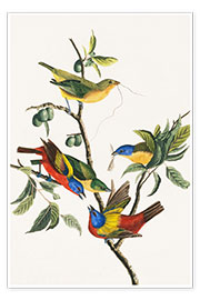 Wall print  Buntings - John James Audubon