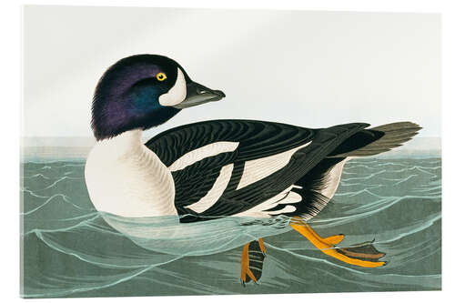 Acrylic print Duck
