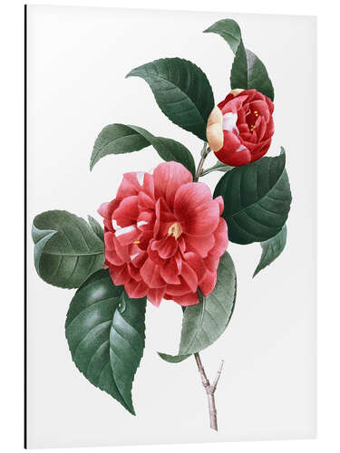 Aluminium print Camellia