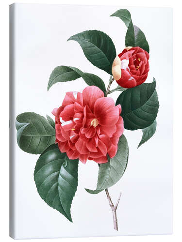 Canvas print Camellia