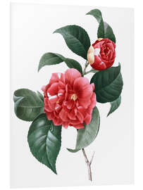 Foam board print Camellia Japonica