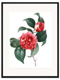 Gerahmter Kunstdruck Kamelie