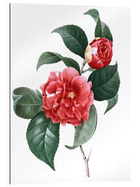 Galleriprint Camellia Japonica