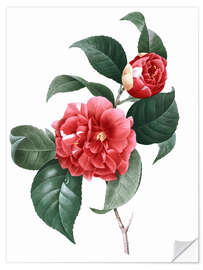 Selvklebende plakat Camellia Japonica