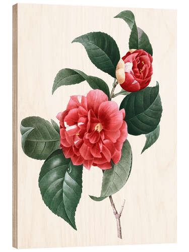 Wood print Camellia Japonica