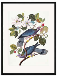 Gerahmter Kunstdruck Tauben