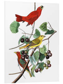 Foam board print Summer tanagers