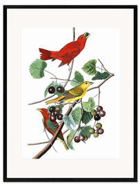 Framed art print Summer tanagers