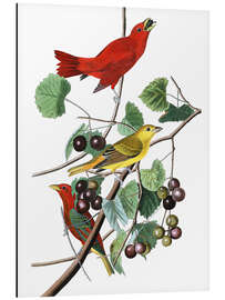 Magnettafel Sommertangare