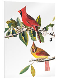 Gallery print Cardinals