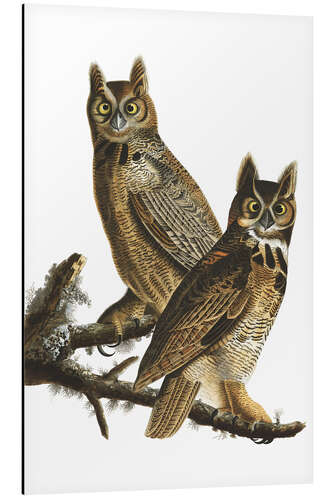 Aluminium print Great Horned Owl from "Birds of America"