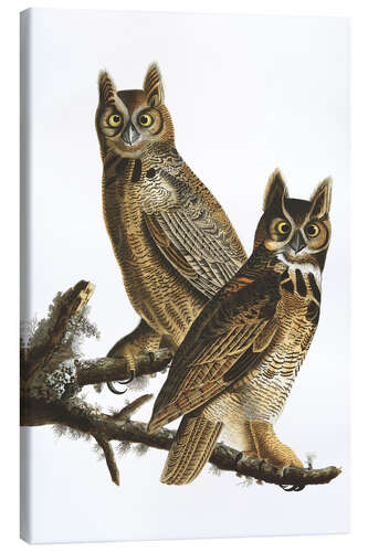 Canvas print Great Horned Owl from "Birds of America"