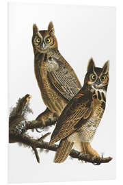 Foam board print Great Horned Owl from "Birds of America"