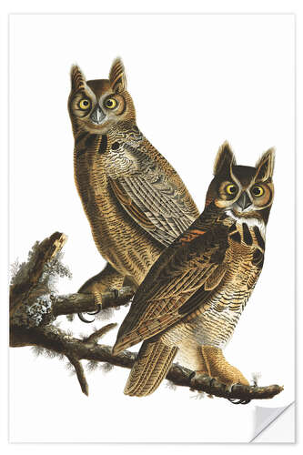 Wall sticker Great Horned Owl from "Birds of America"