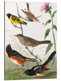 Magnettafel Verschiedene Vögel