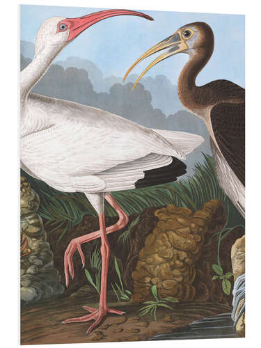 Foam board print White Ibis